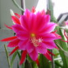 この花の名前は？