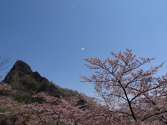 妙義山の桜吹雪