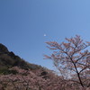 妙義山の桜吹雪