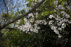 桜吹雪