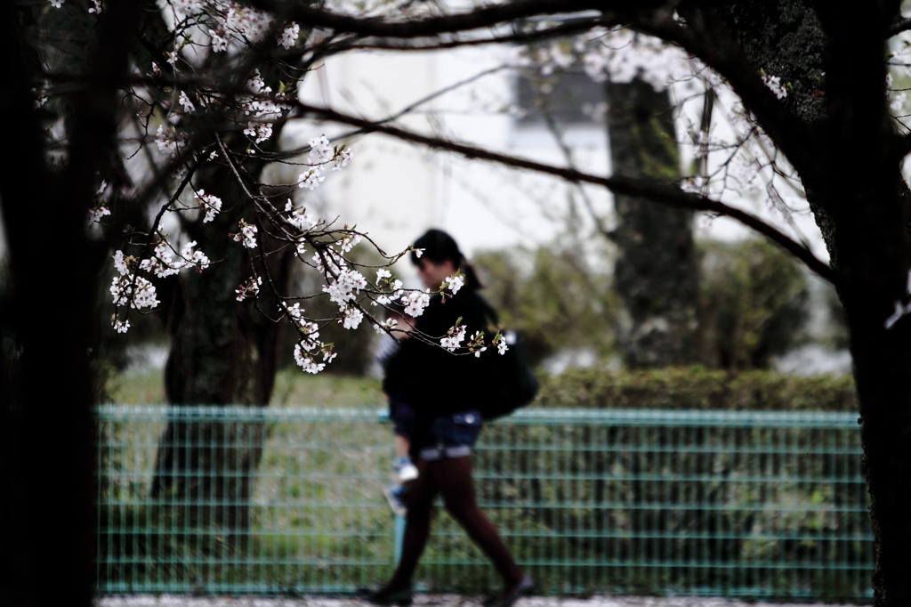 花見帰り