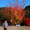 孫と紅葉