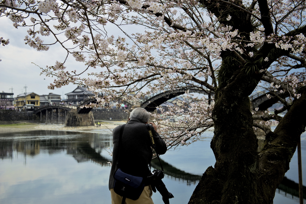 桜とカメラマンと錦帯橋