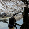 桜とカメラマンと錦帯橋