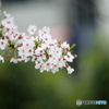桜ズーム