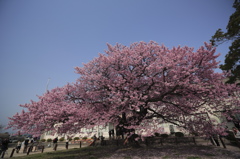 寒桜