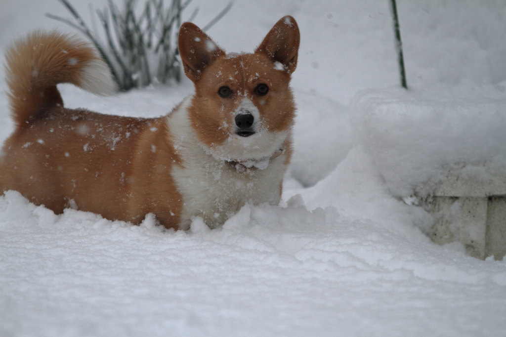 新年の大雪