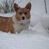 新年の大雪