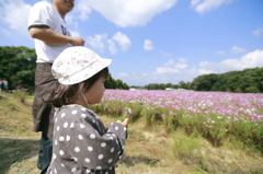 綺麗なコスモス畑