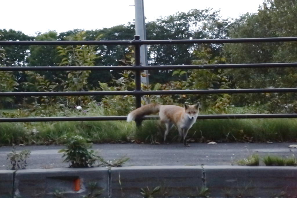 北狐の出迎え