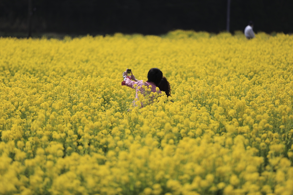 菜の花デート