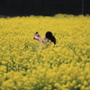菜の花デート