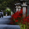 彼岸花街道