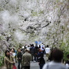 枝垂桜トンネル