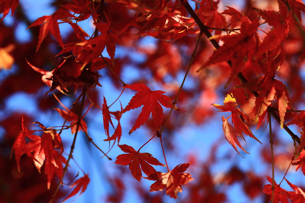 紅葉