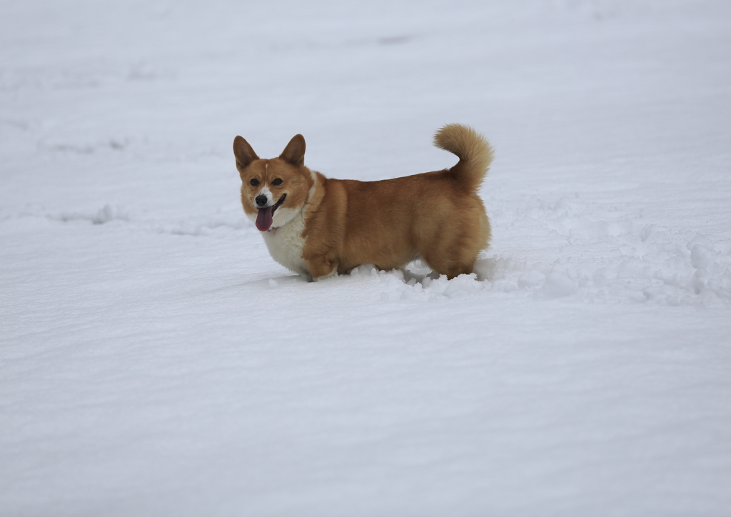 雪大好きコーギー