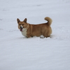 雪大好きコーギー