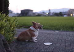 夏は嫌いだぜ