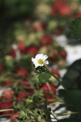 イチゴの花