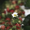 イチゴの花