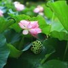 蓮開花