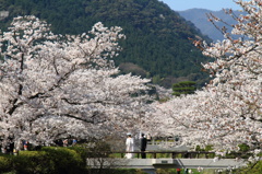 花嫁と桜