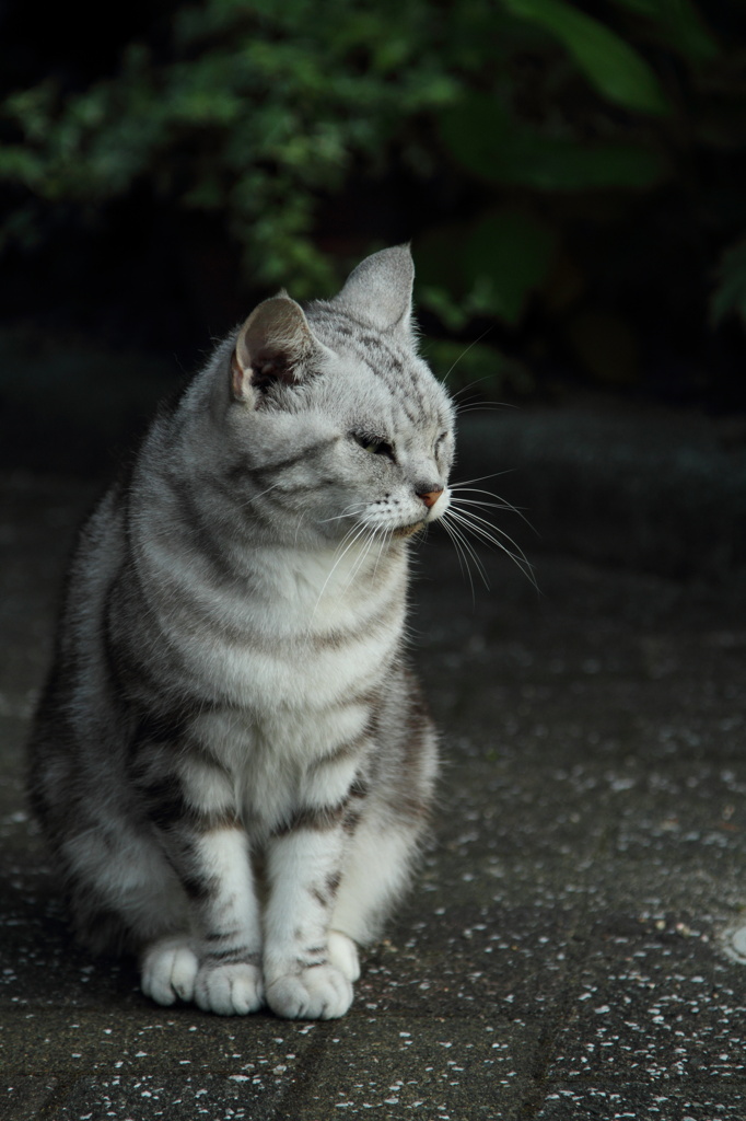 我が家の貴婦人