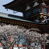 防府天満宮梅まつり