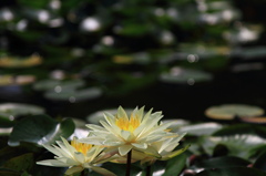 韓国の蓮の花