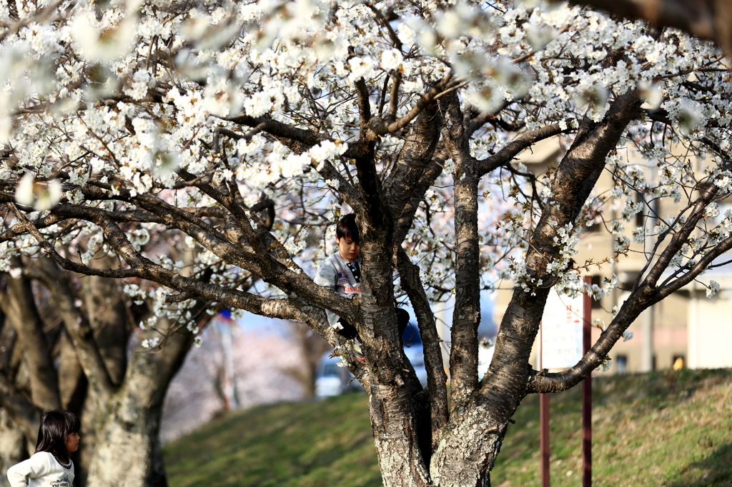 桜の木登り