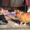 孫と愛犬（会話中）