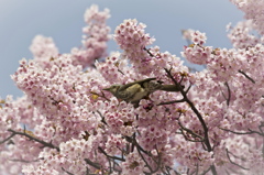寒桜と蜜を吸う鳥