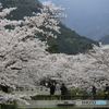 桜　一の坂川