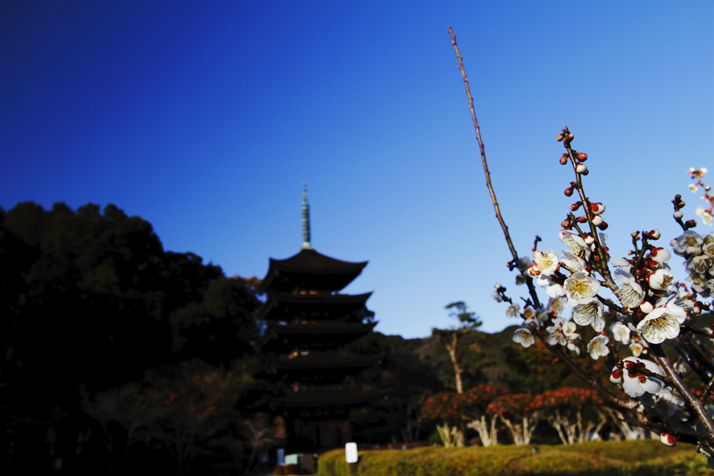 主役は梅花