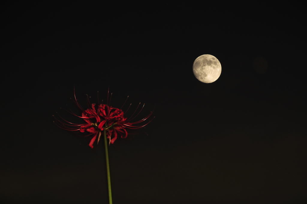 月と彼岸花