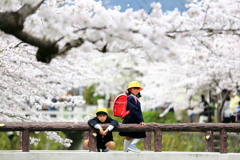 桜とピカピカの一年生