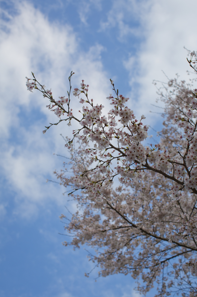 青空と桜