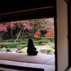 紅葉を堪能