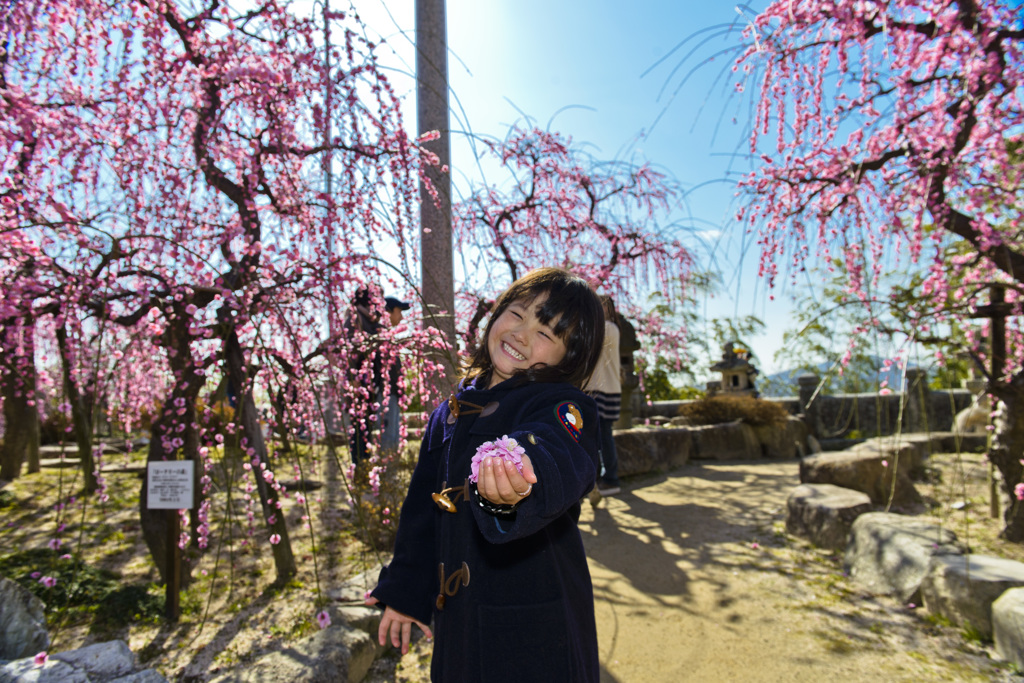 梅の花弁こんなに沢山