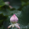 蓮の蕾み