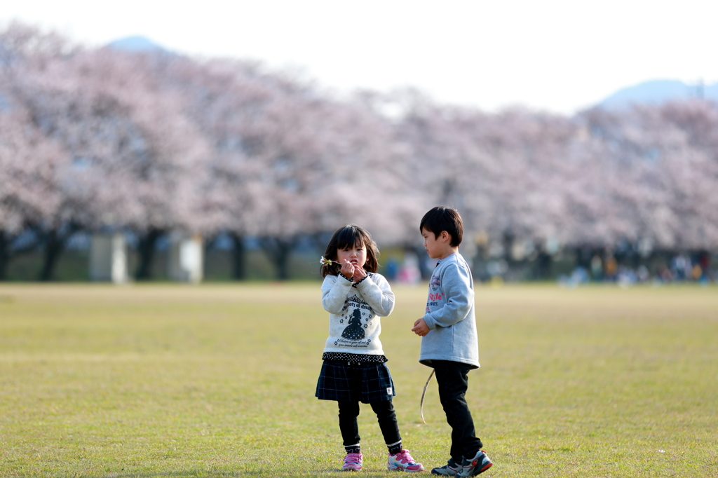 桜採っちゃった