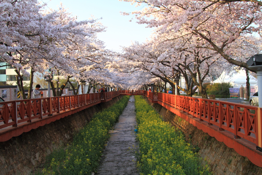 韓国　シンカイ市の桜