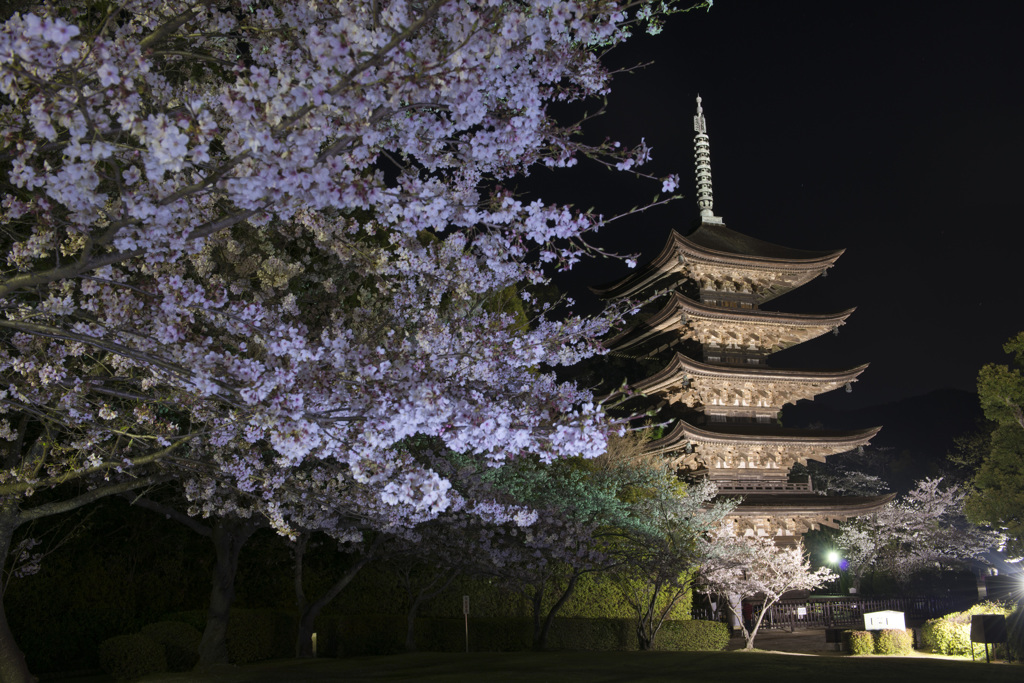 桜と五重塔