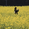 菜の花畑の美人