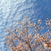 うろこ雲と桜