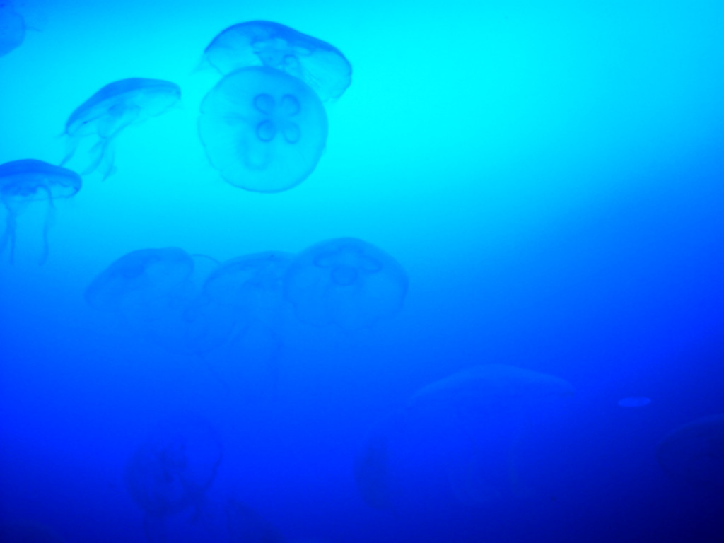 クラゲ