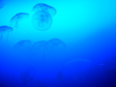 クラゲ