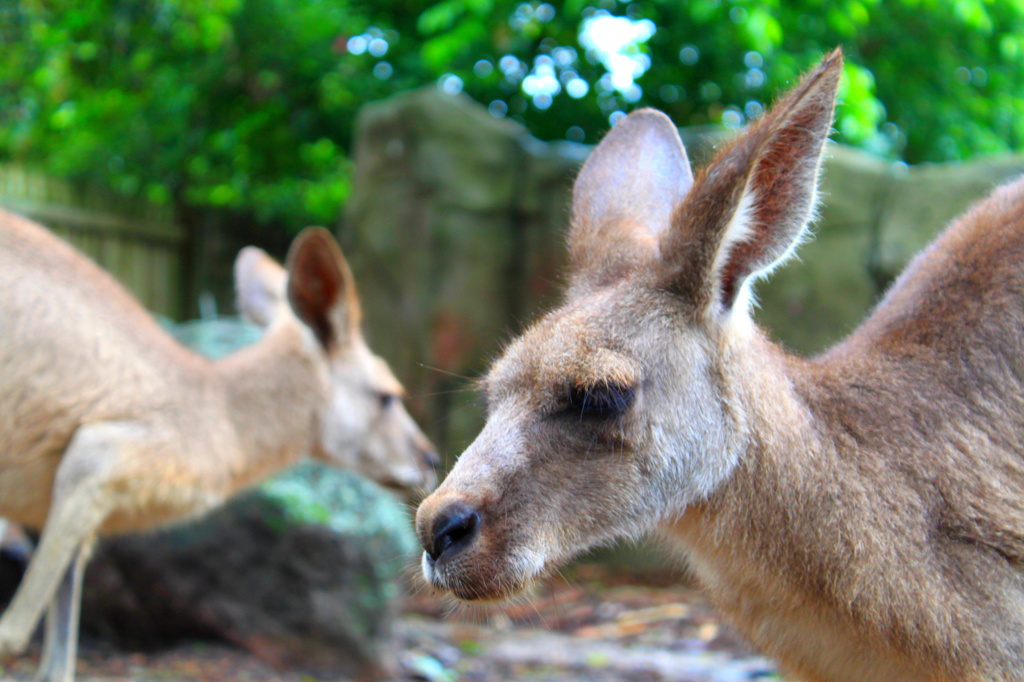 カンガルーだよね？