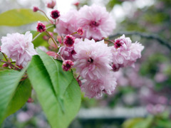 花見