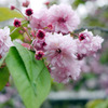 花見
